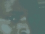 fredko
